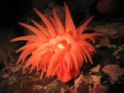 Crimson Anenome taken in Port Hardy, BC. 
Camera: Canon ... by Miranda Devisser 